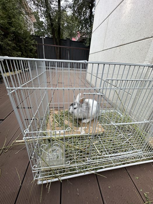 Кролик продам с клеткой