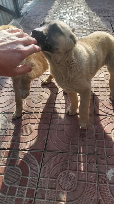 Алабай күшіктері, щенки