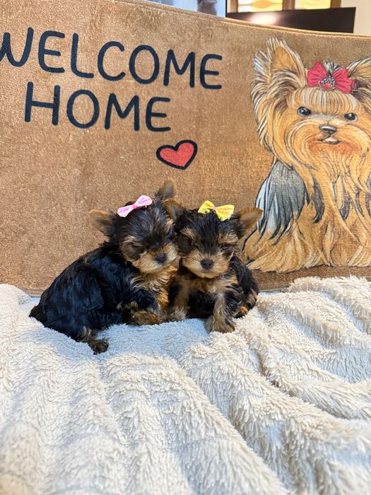 Йорки/Йоркширски териер