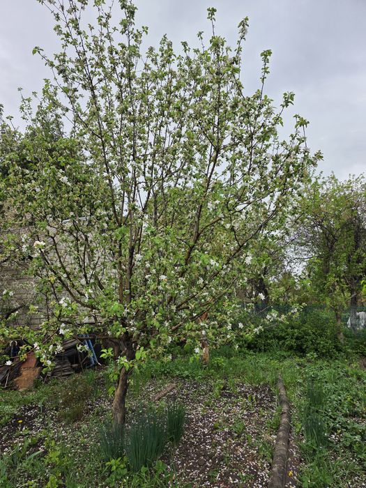 Продам дачу в кооперативе Мелиоратор