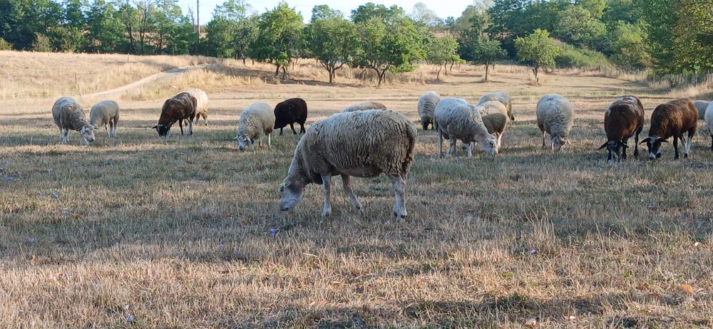 Oi de vânzare, Texel și pătată olandeză