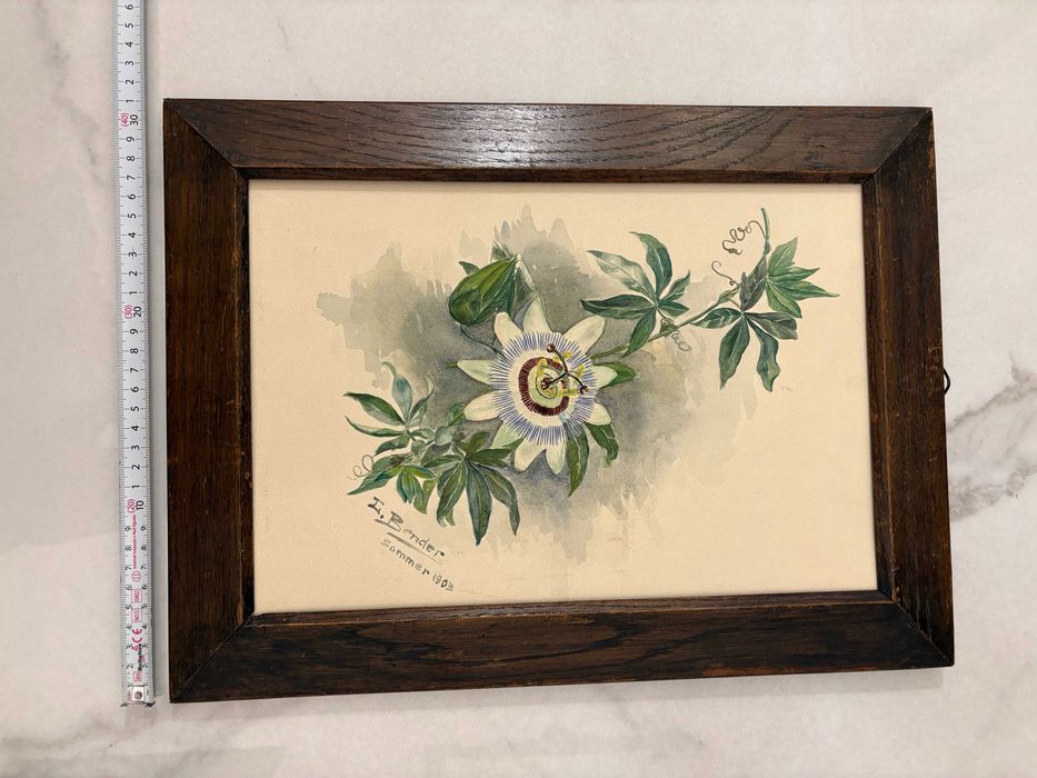 Pictura acuarelă „Floarea Pasiunii” de Johann Bender - Austria 1903