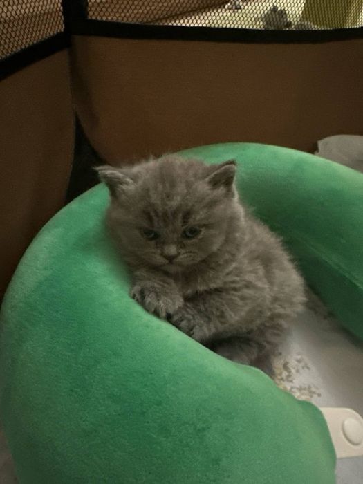 Шотландские веслоухие и прямоухие кошки