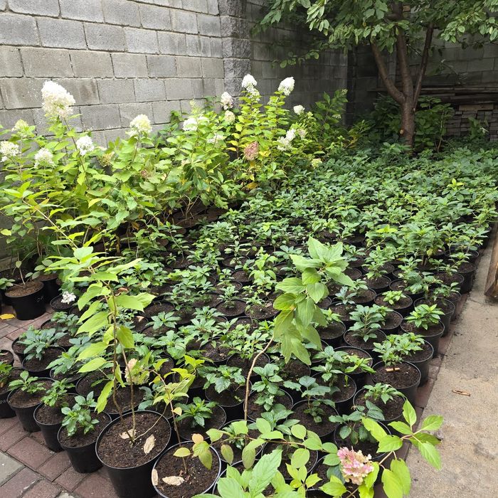 Гортензии метельчатые, древовидные