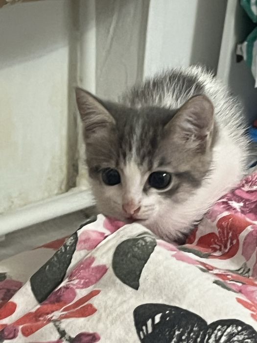отдам котенка в добрые руки