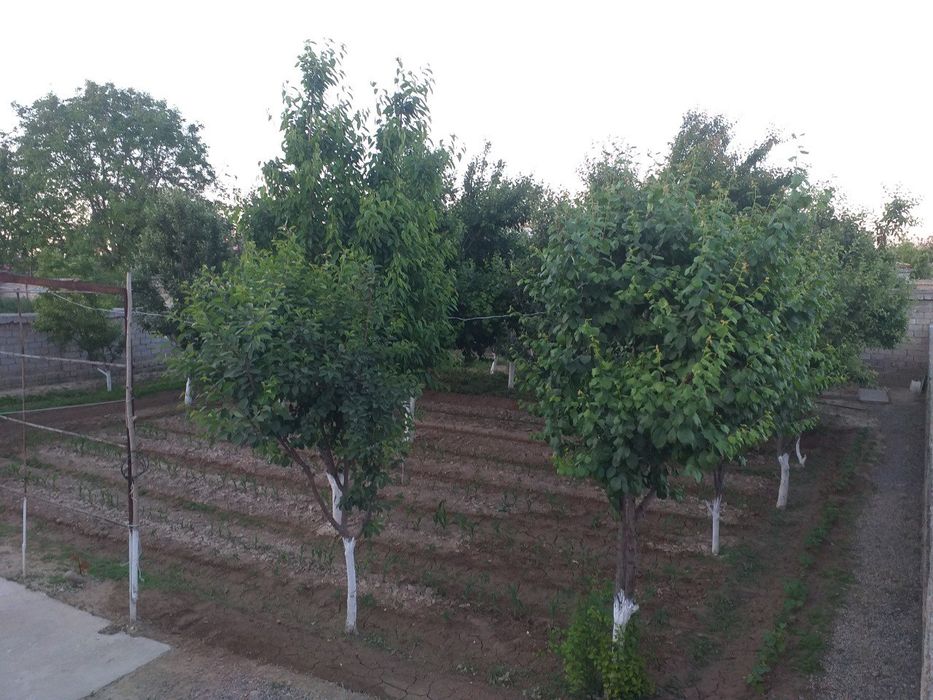 Уй жой сотилади 6 сотих