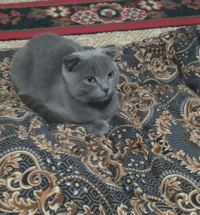 Skotish fold nasli toza slishkim ozoda va kurinni felix yeydi holos!!!