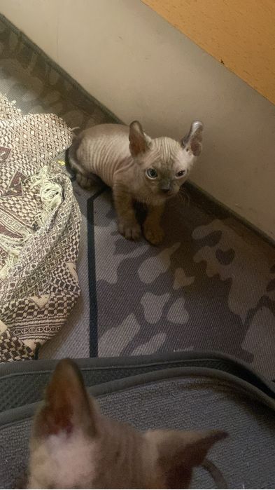 Продам котят сфинкса браш и велюр лысый