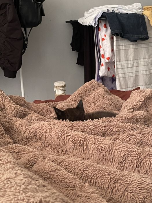 Отдадим котенка