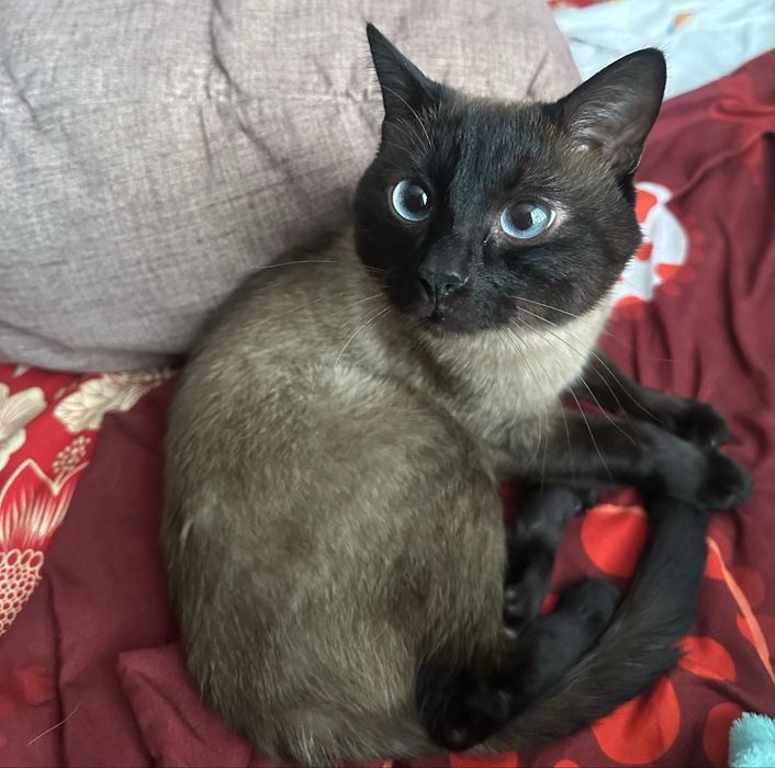 Отдам доброго котика