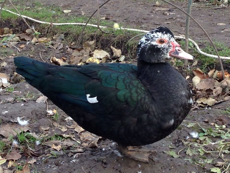 Индоутки мускусные утки