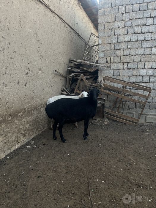 Qoy sotiladi yeb ichshlar zor