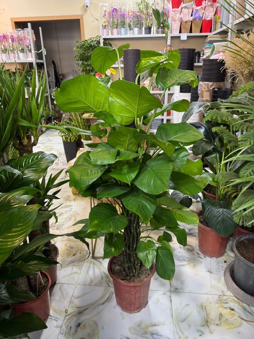 Эпипремнум. Лиана