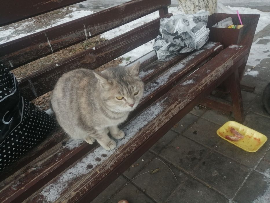 Милая киска в ваш дом