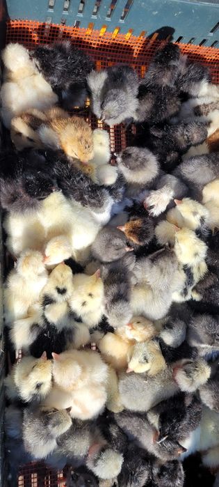 Pui de găină, pui de o zi.