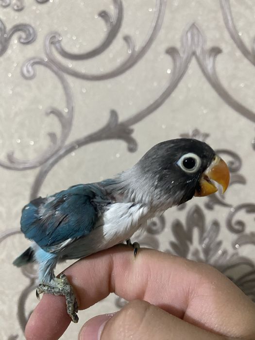 Nerazluchnik ruchnoy maska sotiladi