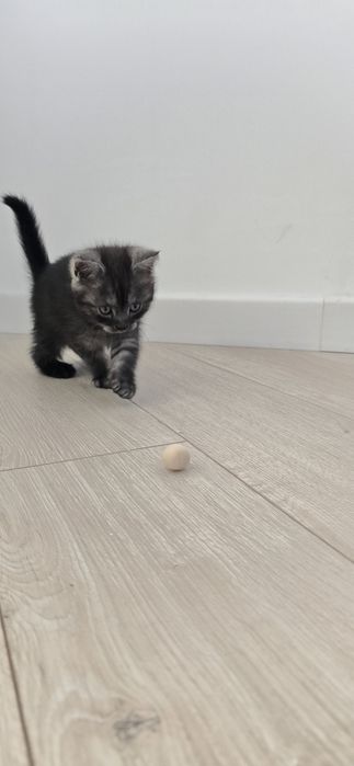 Котята шатландские