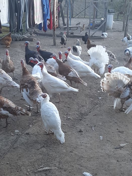 Curcani si curci românești  crescute la tara.