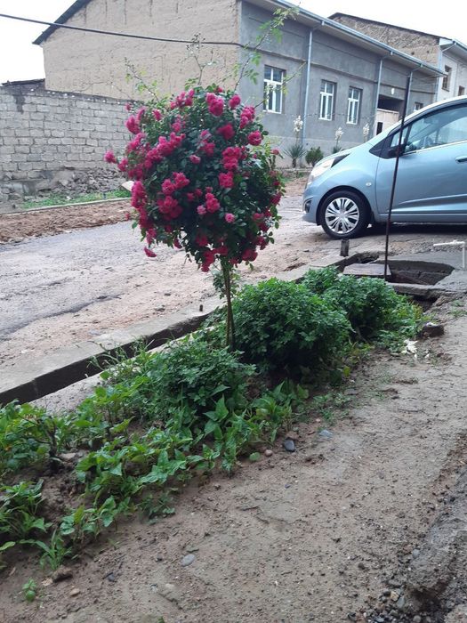 Атиргул кучатлари сотилади