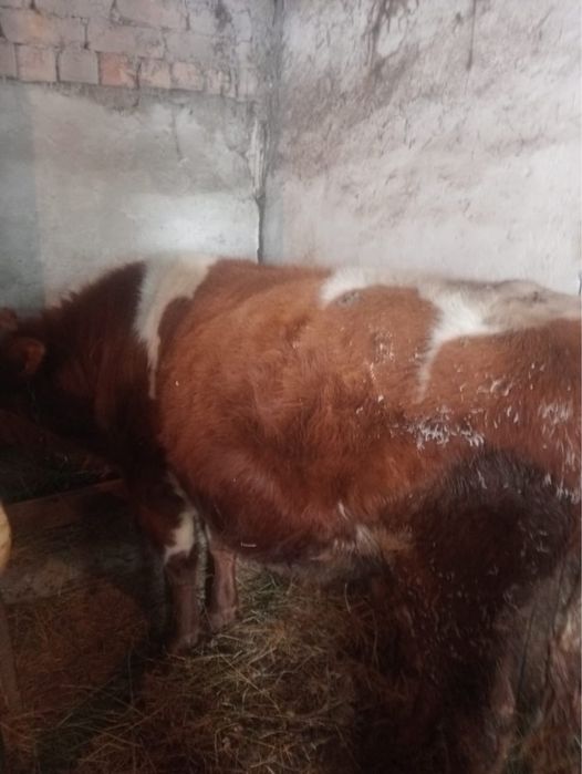 Продам Быка 1,5 годовалого