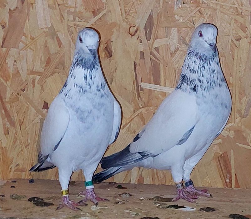 Vand porumbei tippleri englez import Serbia