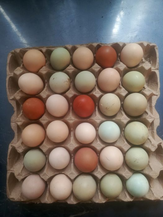 Продам домашнее яйцо