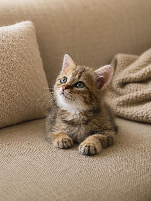 Котенок 2 месяца