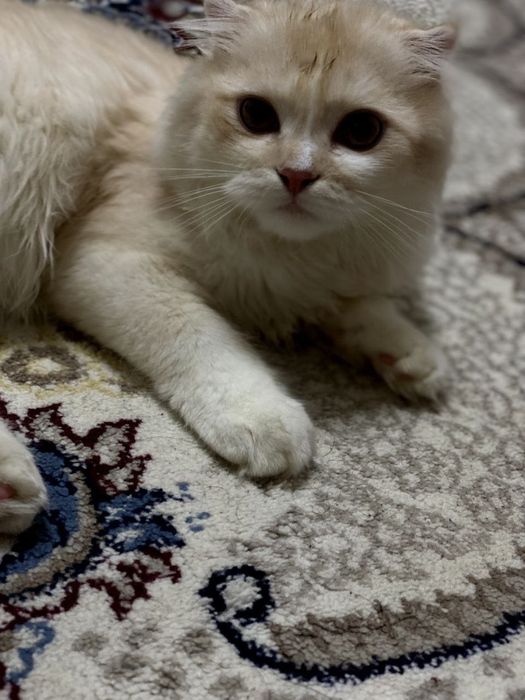 Scottish Fold Longhair (Highland Fold)