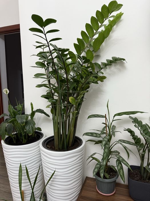 Долларовое дерево