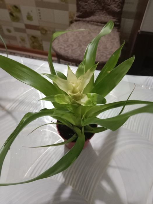 Гузмания маленький цветок продам