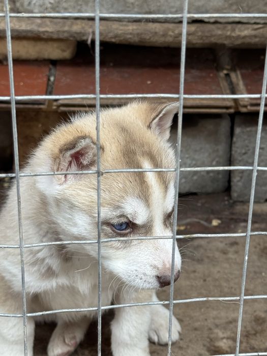 Продам хаски бежевая
