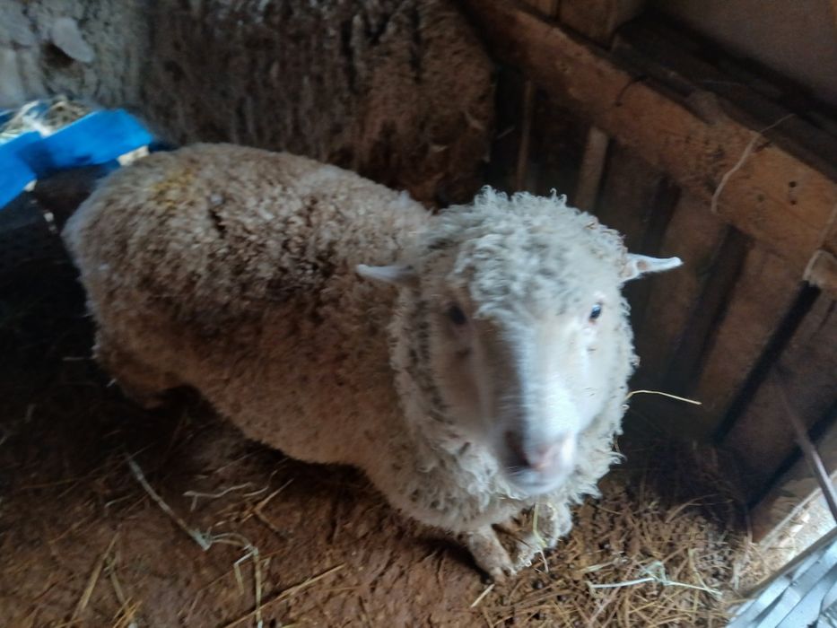 Продам баран жирные