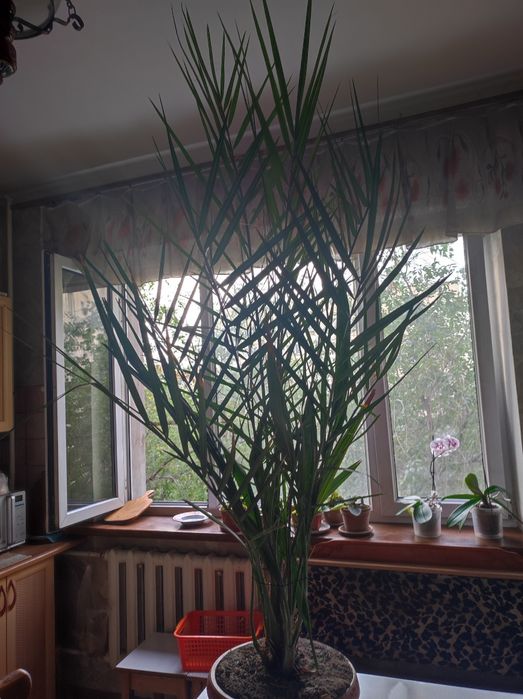 Финиковая пальма