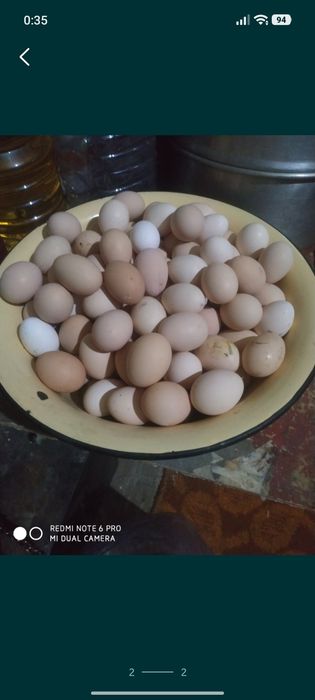 Инкубация ва истеьмол учун хонаки товуклар тухуми
