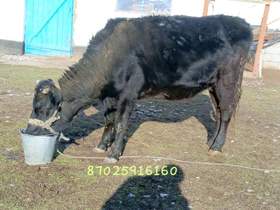 Сиыр, қара мал .