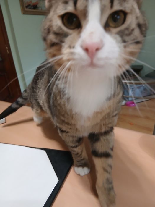 Озирис търси дом