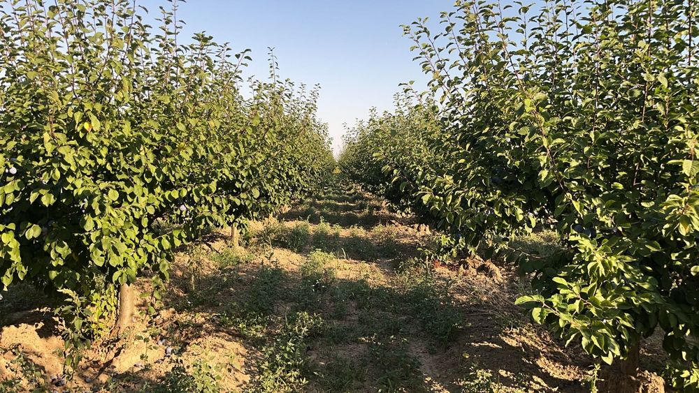 Prune foarte coapte și gustoase ideale pt pălincă, gem, compot …. !!!