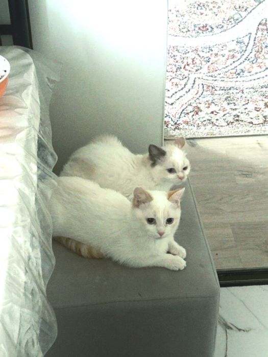 Отдам котят в добрые руки