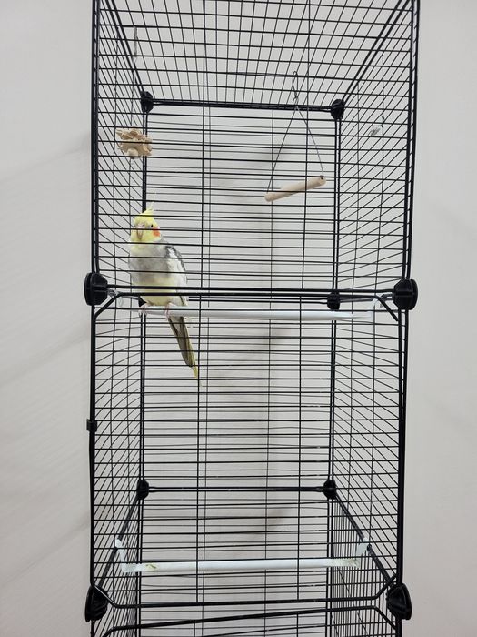 Корелла попугай.