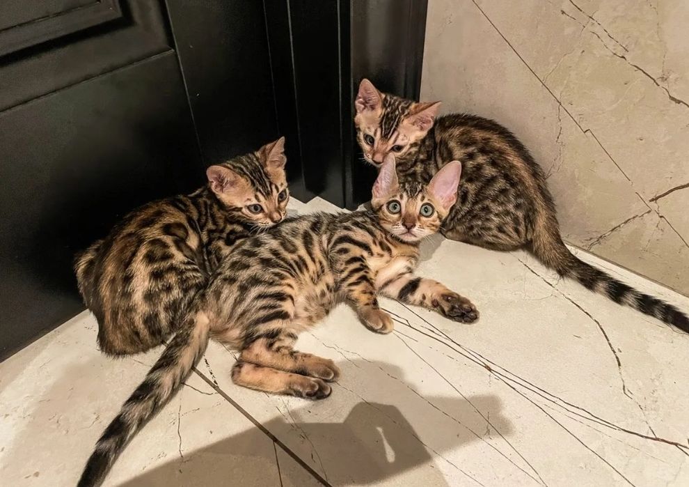 Бенгальские котята