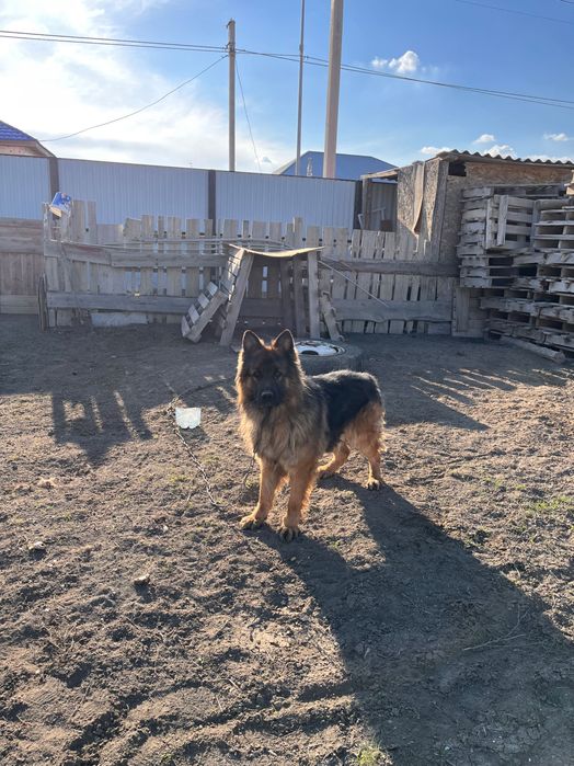 Продается Собака