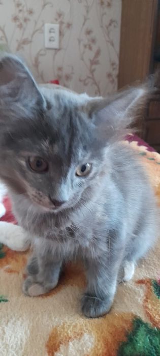 Отдам даром котят