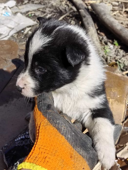 Щенки отдам срочно