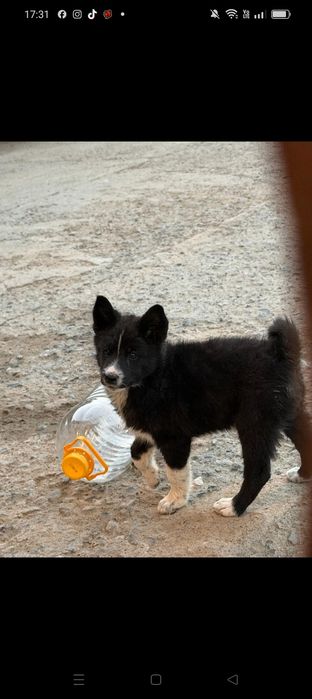 Рел Лаика әке шешесі полныи робочии