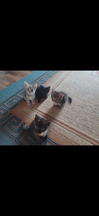 Отдам котят 3 мальчика и 1 девочка