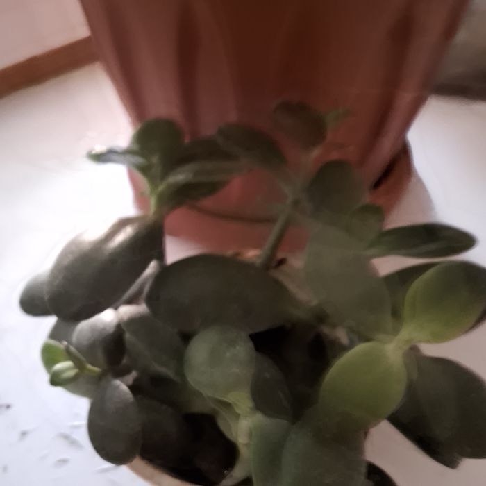 Продаю комнатные цветы