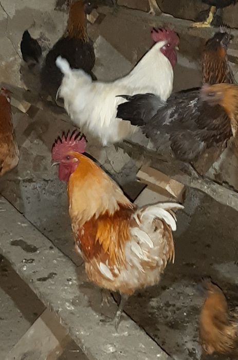 Петухи лакеданзи