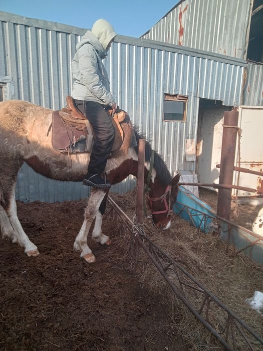 Сельхоз животные лошади