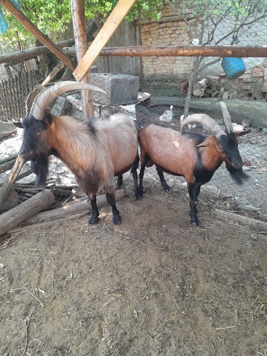 Țapi alpin francez
