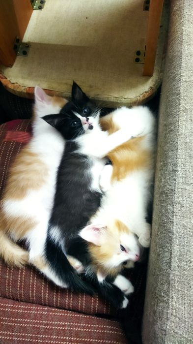 Котята игривые...